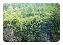 제7경-가마소뿔