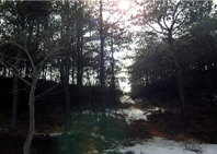 소나무 삼림욕 (등산코스)